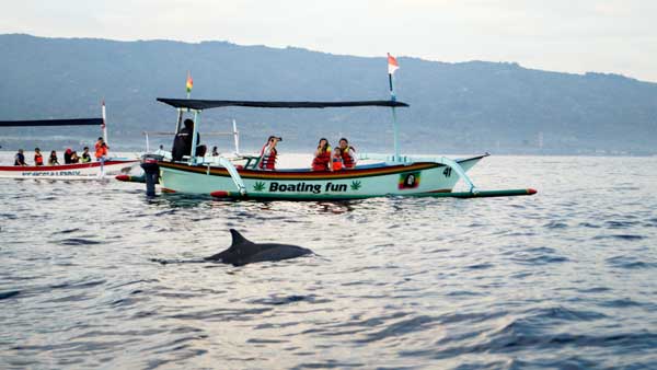 dolphin, bali beach